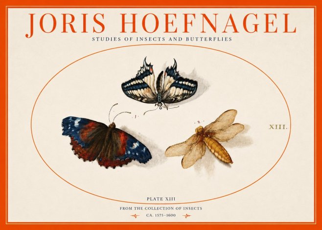 Joris Hoefnagel Studies of Insects - Plate Xiii No3 - Póster