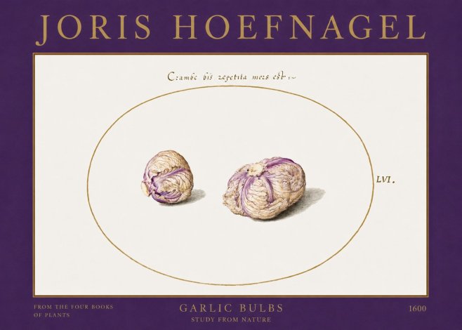 Joris Hoefnagel Garlic Bulbs Study from Nature No2 - Póster