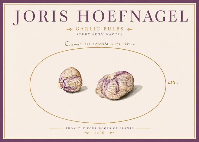 Joris Hoefnagel Garlic Bulbs Study from Nature No5 - Póster