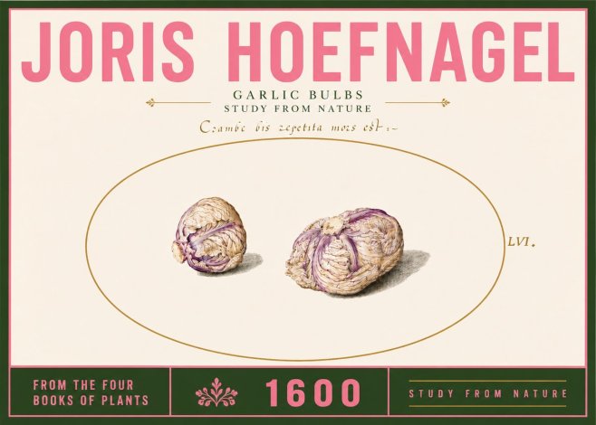 Joris Hoefnagel Garlic Bulbs Study from Nature No6 - Póster