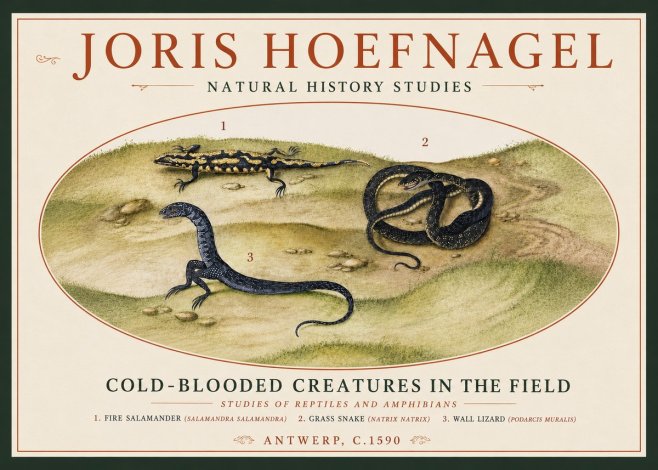 Joris Hoefnagel Cold-blooded Creatures in the Field No4 - Póster