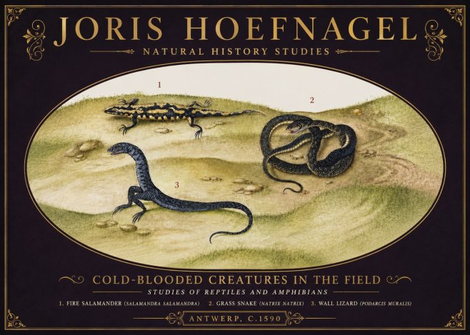 Joris Hoefnagel Cold-blooded Creatures in the Field No6 - Póster
