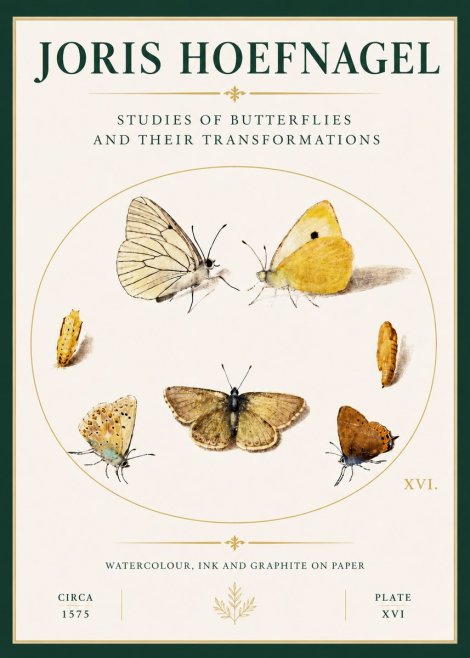 Joris Hoefnagel Studies of Butterflies and Their Transformations No4 - Póster