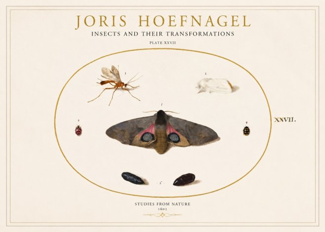 Joris Hoefnagel Insects and Their Transformations - Plate Xxvii No1 - Póster
