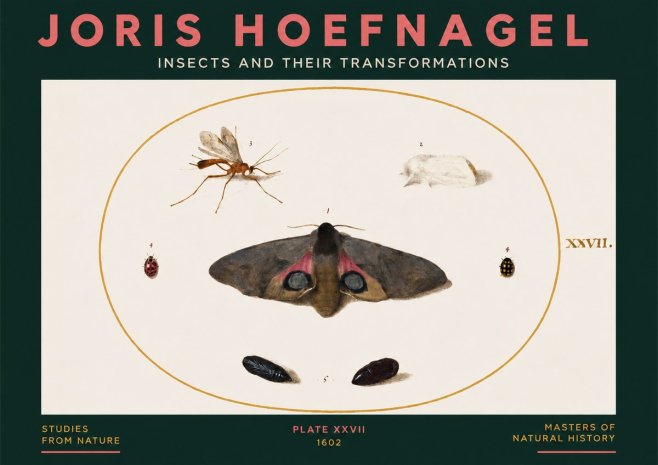 Joris Hoefnagel Insects and Their Transformations - Plate Xxvii No3 - Póster
