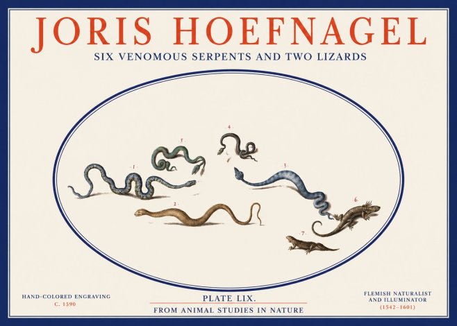 Joris Hoefnagel Six Venomous Serpents and Two Lizards No2 - Póster