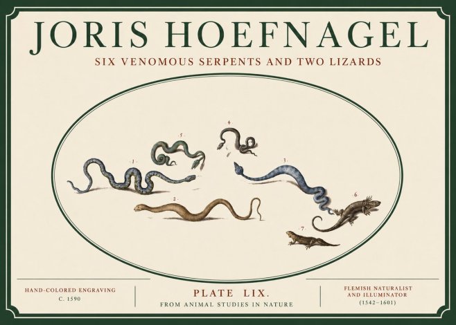 Joris Hoefnagel Six Venomous Serpents and Two Lizards No3 - Póster