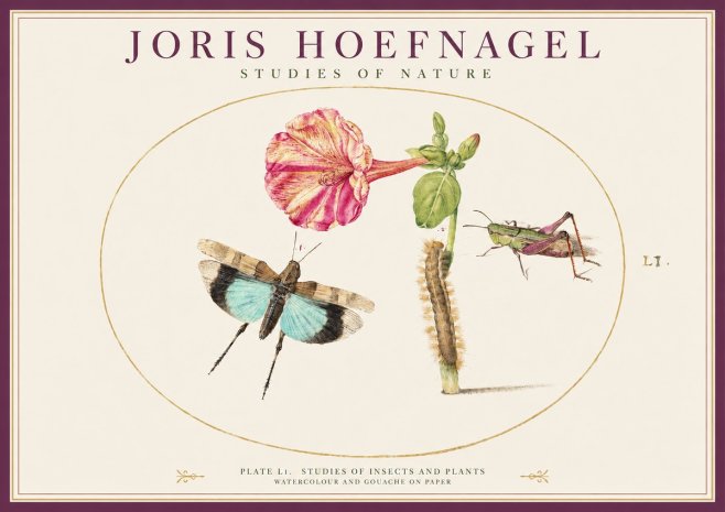 Joris Hoefnagel Plate L1. Studies of Insects and Plants No1 - Póster