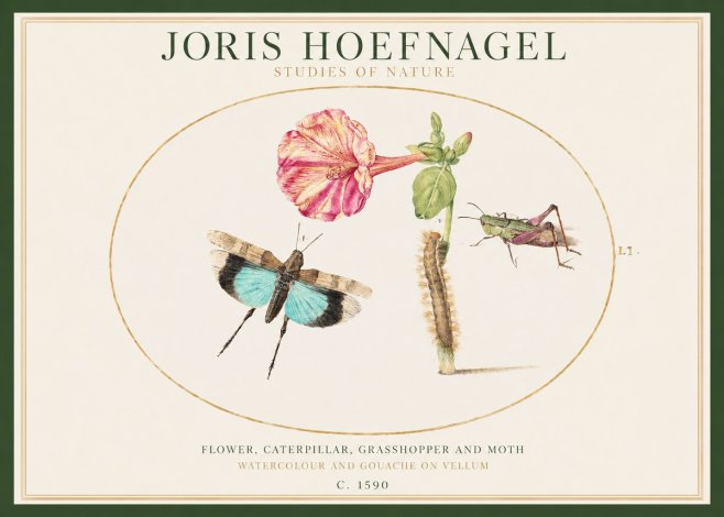 Joris Hoefnagel Plate L1. Studies of Insects and Plants No2 - Póster