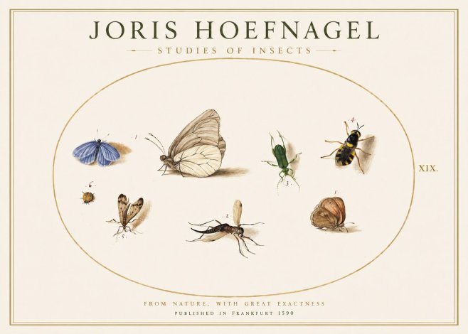 Joris Hoefnagel Studies of Insects V No1 - Póster