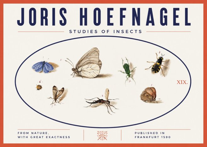 Joris Hoefnagel Studies of Insects V No3 - Póster