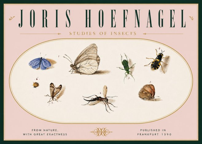 Joris Hoefnagel Studies of Insects V No6 - Póster