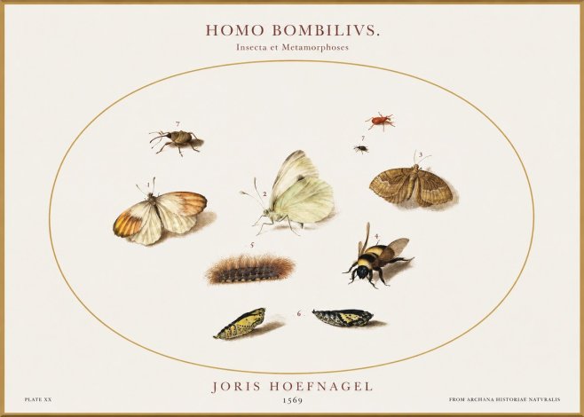 Joris Hoefnagel Homo Bombilivs. Insecta Et Metamorphoses No1 - Póster