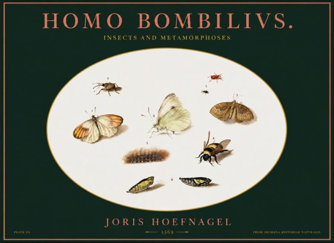 Joris Hoefnagel Homo Bombilivs. Insecta Et Metamorphoses No2 - Póster