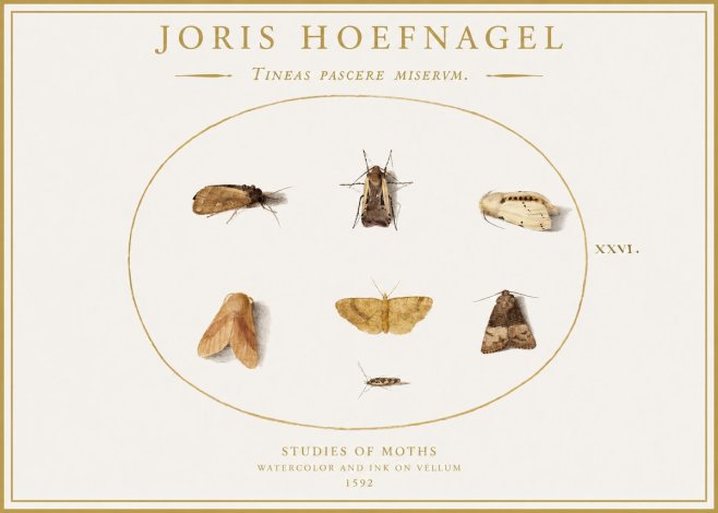 Joris Hoefnagel Studies of Moths II No1 - Póster