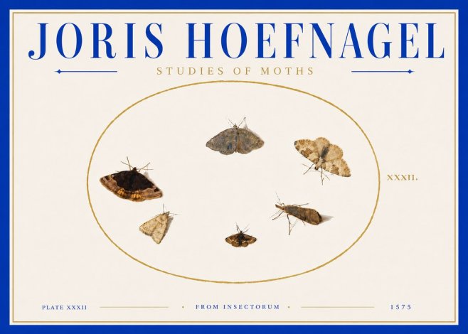 Joris Hoefnagel Studies of Moths III No6 - Póster