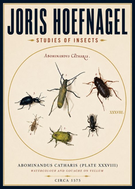 Joris Hoefnagel Abominandus Catharis (Plate Xxxviii) No4 - Póster
