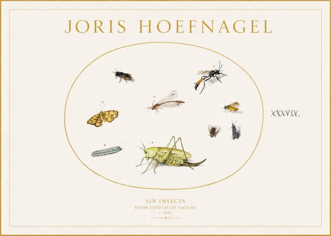 Joris Hoefnagel Six Insects from Studies of Nature C. 1565 No1 - Póster