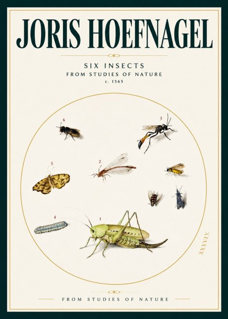 Joris Hoefnagel Six Insects from Studies of Nature C. 1565 No2 - Póster