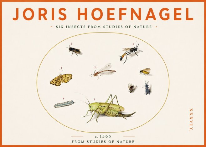 Joris Hoefnagel Six Insects from Studies of Nature C. 1565 No3 - Póster