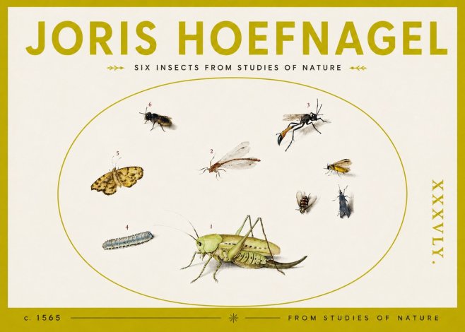 Joris Hoefnagel Six Insects from Studies of Nature C. 1565 No4 - Póster