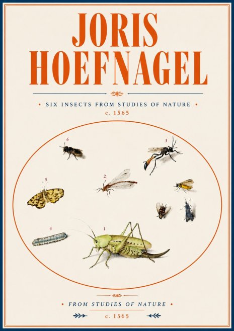 Joris Hoefnagel Six Insects from Studies of Nature C. 1565 No6 - Póster