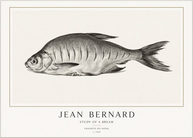 Jean Bernard Study of a Bream No1 - Póster