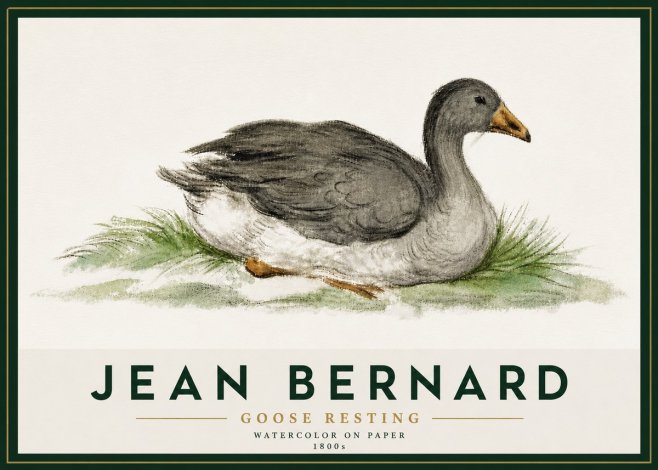 Jean Bernard Goose Resting No5 - Póster