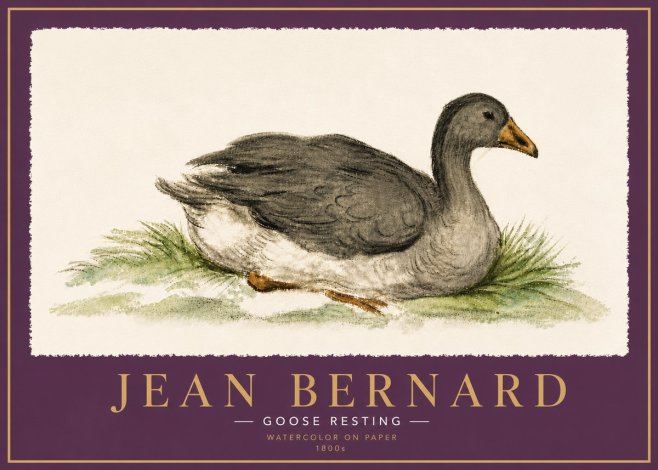 Jean Bernard Goose Resting No6 - Póster