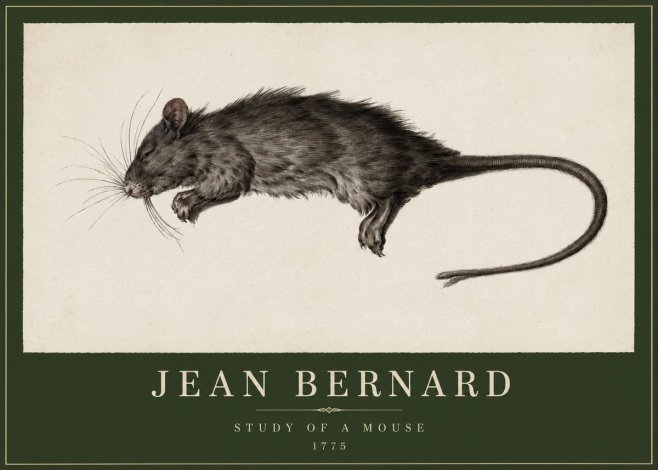 Jean Bernard Study of a Mouse II No2 - Póster