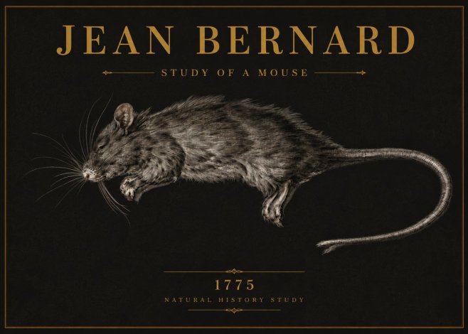 Jean Bernard Study of a Mouse II No6 - Póster