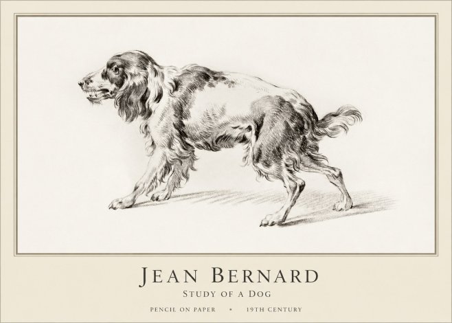Jean Bernard Study of a Dog V No1 - Póster