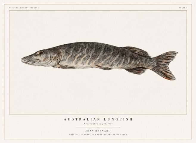 Jean Bernard Australian Lungfish No1 - Póster