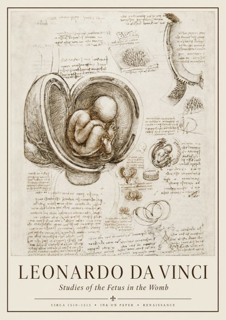 Leonardo da Vinci Studies of the Fetus in the Womb No1 - Póster