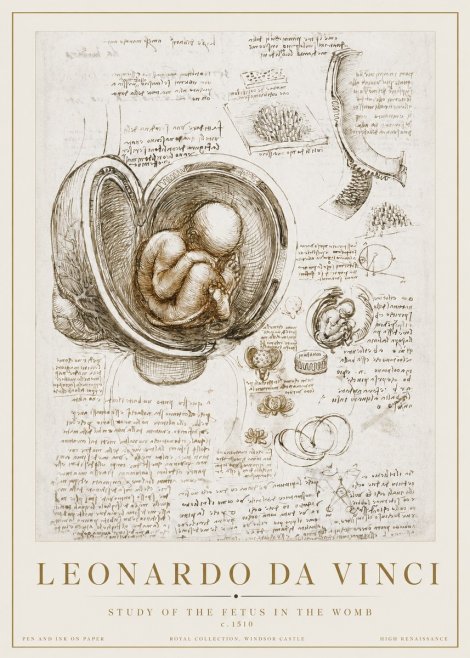 Leonardo da Vinci Studies of the Fetus in the Womb No3 - Póster