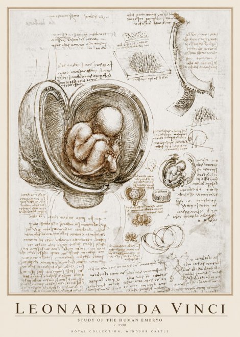 Leonardo da Vinci Studies of the Fetus in the Womb No4 - Póster