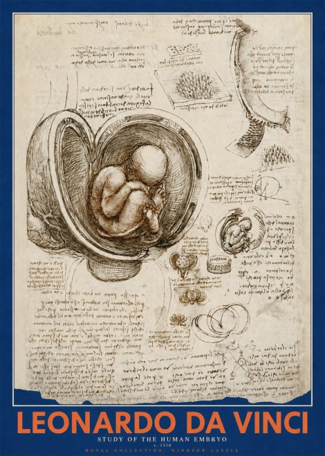 Leonardo da Vinci Studies of the Fetus in the Womb No5 - Póster