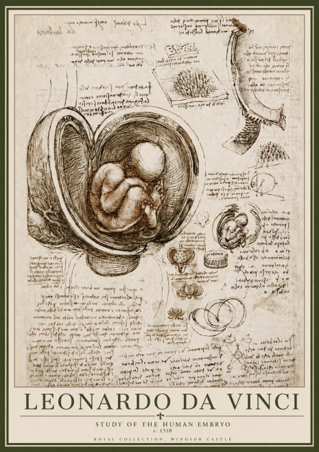 Leonardo da Vinci Studies of the Fetus in the Womb No6 - Póster