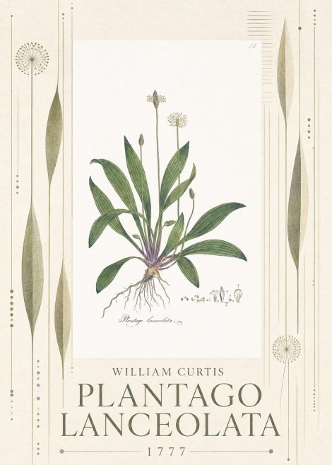William Curtis Plantago Lanceolata II No5 - Póster