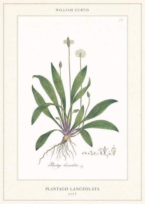 William Curtis Plantago Lanceolata II No6 - Póster