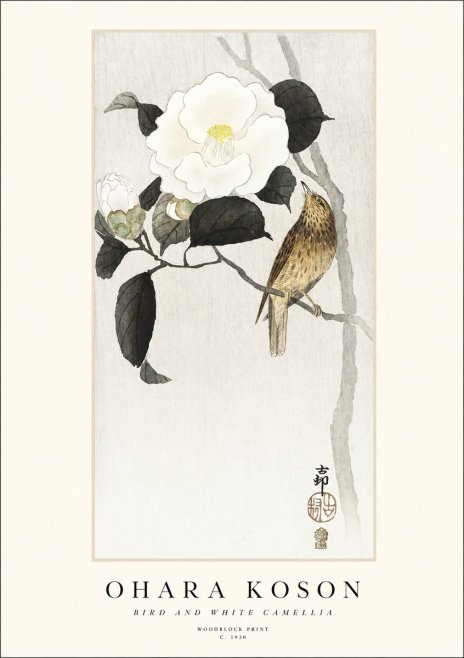 Ohara Koson Bird and White Camellia No1 - Póster