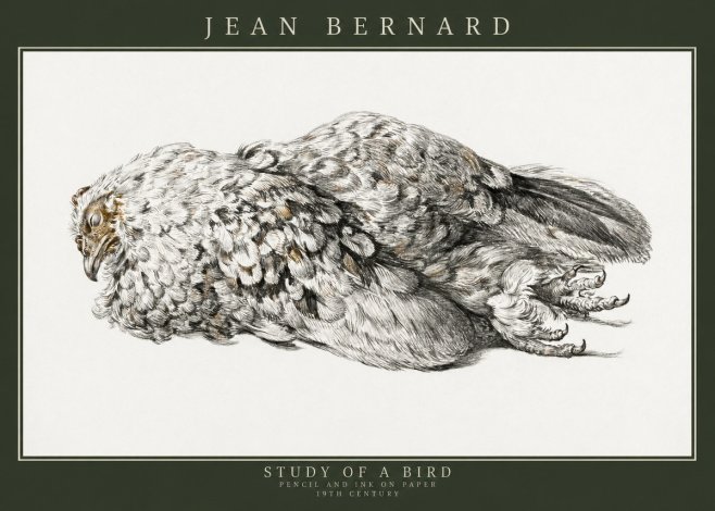 Jean Bernard Study of a Bird I No3 - Póster