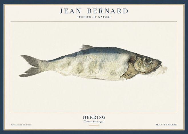 Jean Bernard Herring No3 - Póster
