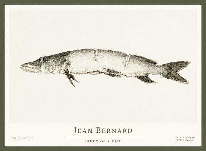 Jean Bernard Study of a Fish II No1 - Póster