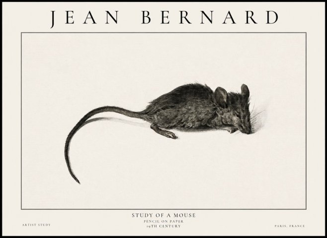 Jean Bernard Study of a Mouse I No6 - Póster