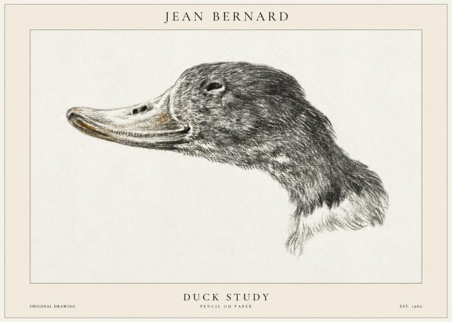 Jean Bernard Study of a Duck No2 - Póster