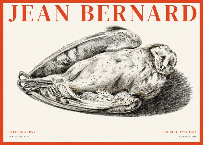 Jean Bernard Sleeping Owl No1 - Póster