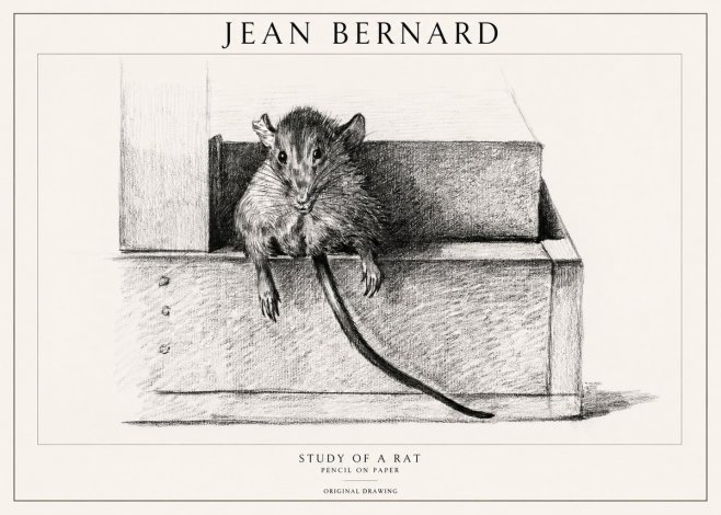 Jean Bernard Study of a Rat I No1 - Póster