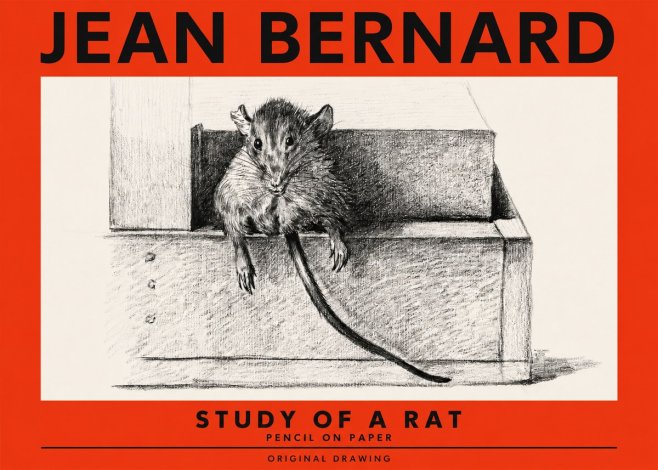 Jean Bernard Study of a Rat I No2 - Póster