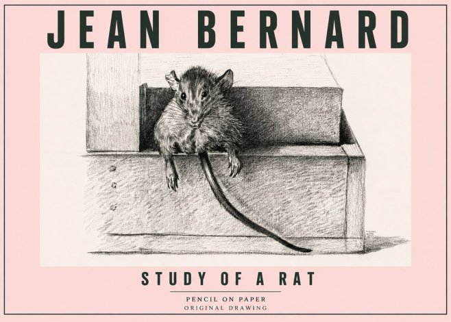 Jean Bernard Study of a Rat I No5 - Póster